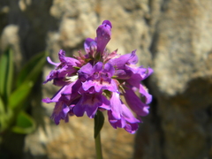 Penstemon procerus tolmiei