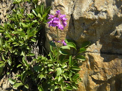 Penstemon procerus tolmiei