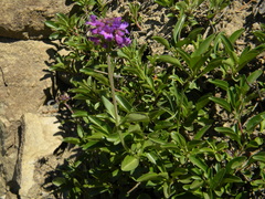Penstemon procerus tolmiei
