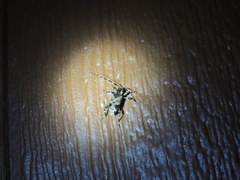 Graphisurus triangulifer