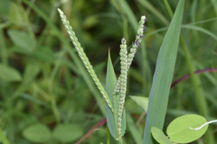 Paspalum pubiflorum pubiflorum