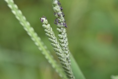 Paspalum pubiflorum pubiflorum