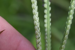 Paspalum pubiflorum pubiflorum