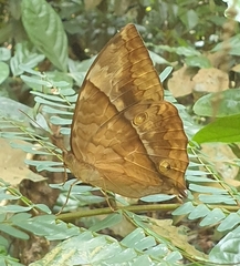 Zeuxidia amethystus amethystus