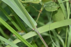 Paspalum pubiflorum pubiflorum