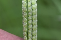 Paspalum pubiflorum pubiflorum
