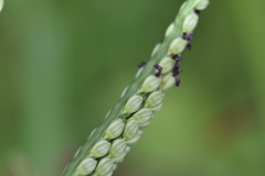 Paspalum pubiflorum pubiflorum