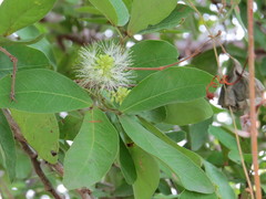 Pithecellobium winzerlingii