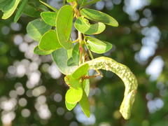 Pithecellobium winzerlingii