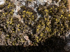 Arthrorhaphis citrinella