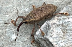 Cholus angustus