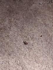Brachymyrmex patagonicus