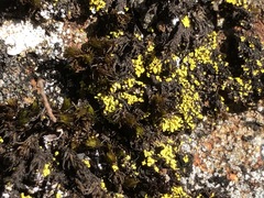 Arthrorhaphis citrinella