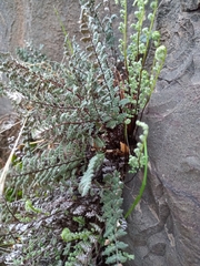 Cheilanthes hypoleuca