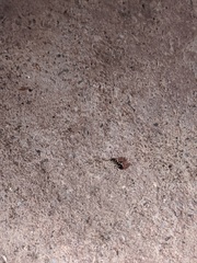 Brachymyrmex patagonicus