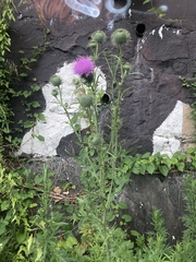 Cirsium vulgare