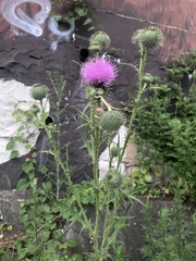 Cirsium vulgare