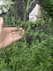 Cirsium vulgare