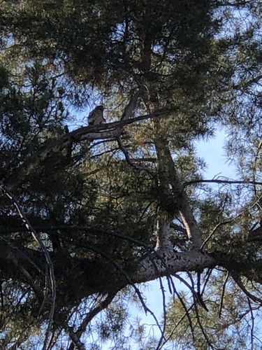 photo of Cooper's Hawk (Accipiter cooperii)