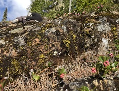 Arthrorhaphis citrinella