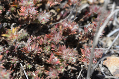 Cardionema ramosissimum