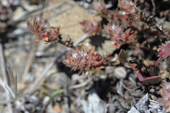 Cardionema ramosissimum