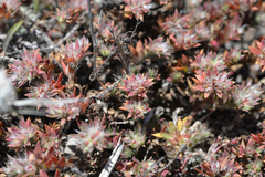 Cardionema ramosissimum