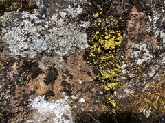 Arthrorhaphis citrinella