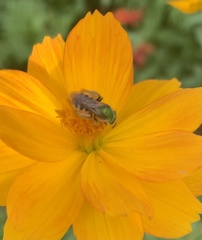 Agapostemon