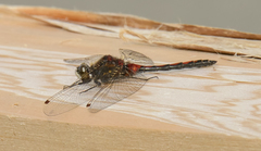 Leucorrhinia borealis