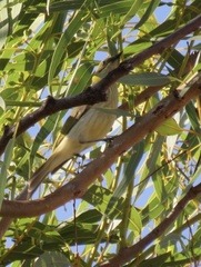 Ptilotula plumula