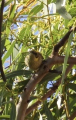 Ptilotula plumula