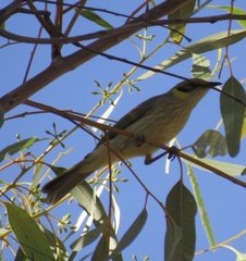 Ptilotula plumula