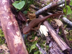 Taricha granulosa