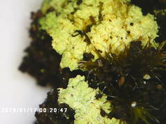 Arthrorhaphis citrinella