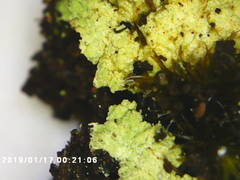 Arthrorhaphis citrinella