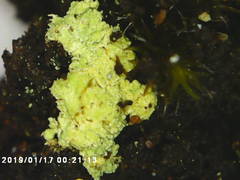 Arthrorhaphis citrinella