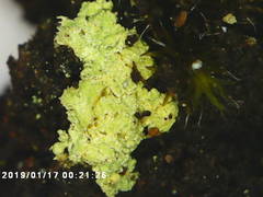 Arthrorhaphis citrinella