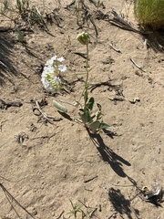 Lithariapteryx abroniaeella