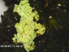 Arthrorhaphis citrinella