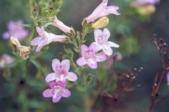 Penstemon triphyllus