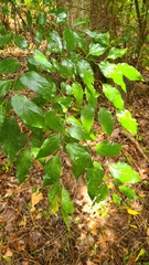 Ulmus alata