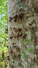 Ulmus alata