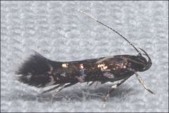 Stagmatophora argyrostrepta