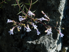 Penstemon triphyllus
