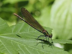 Calopteryx virgo
