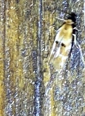 Bucculatrix coronatella