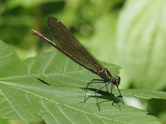 Calopteryx virgo
