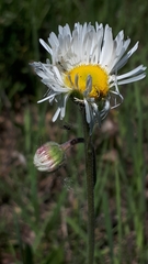 Erigeron glabellus pubescens