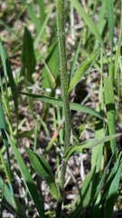 Erigeron glabellus pubescens